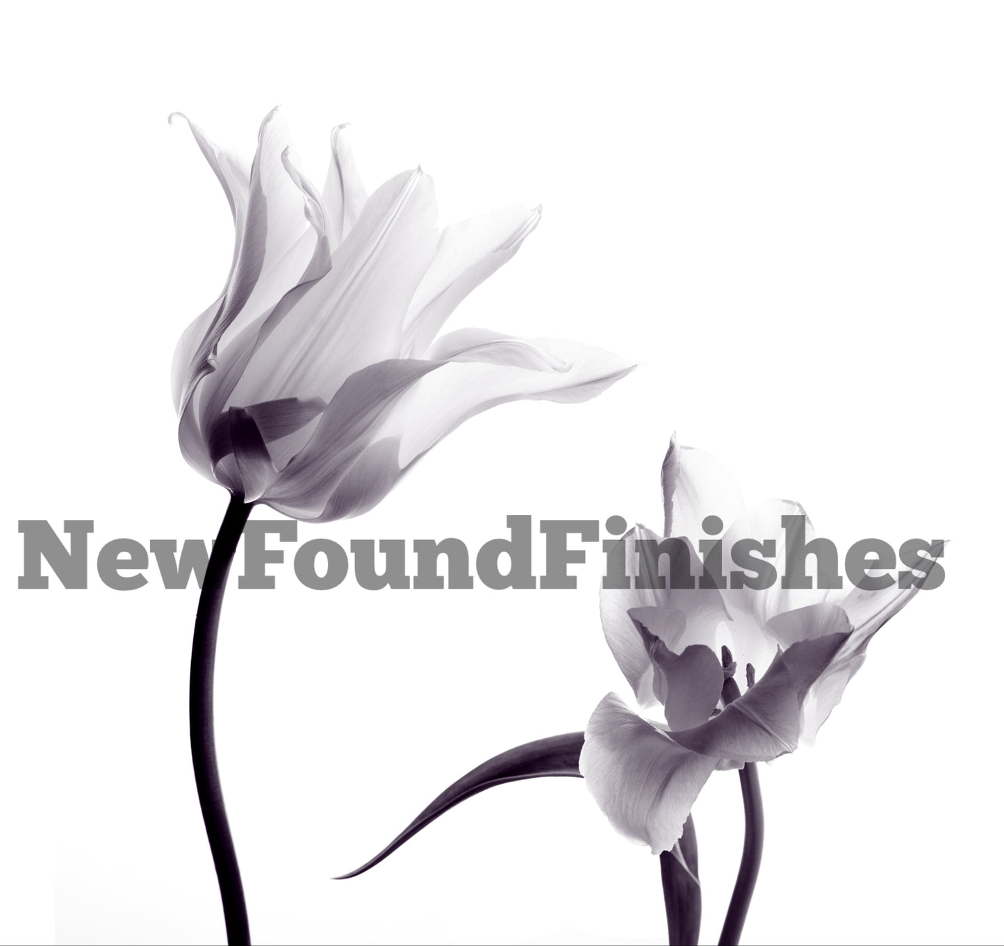 Black and white flowers 2