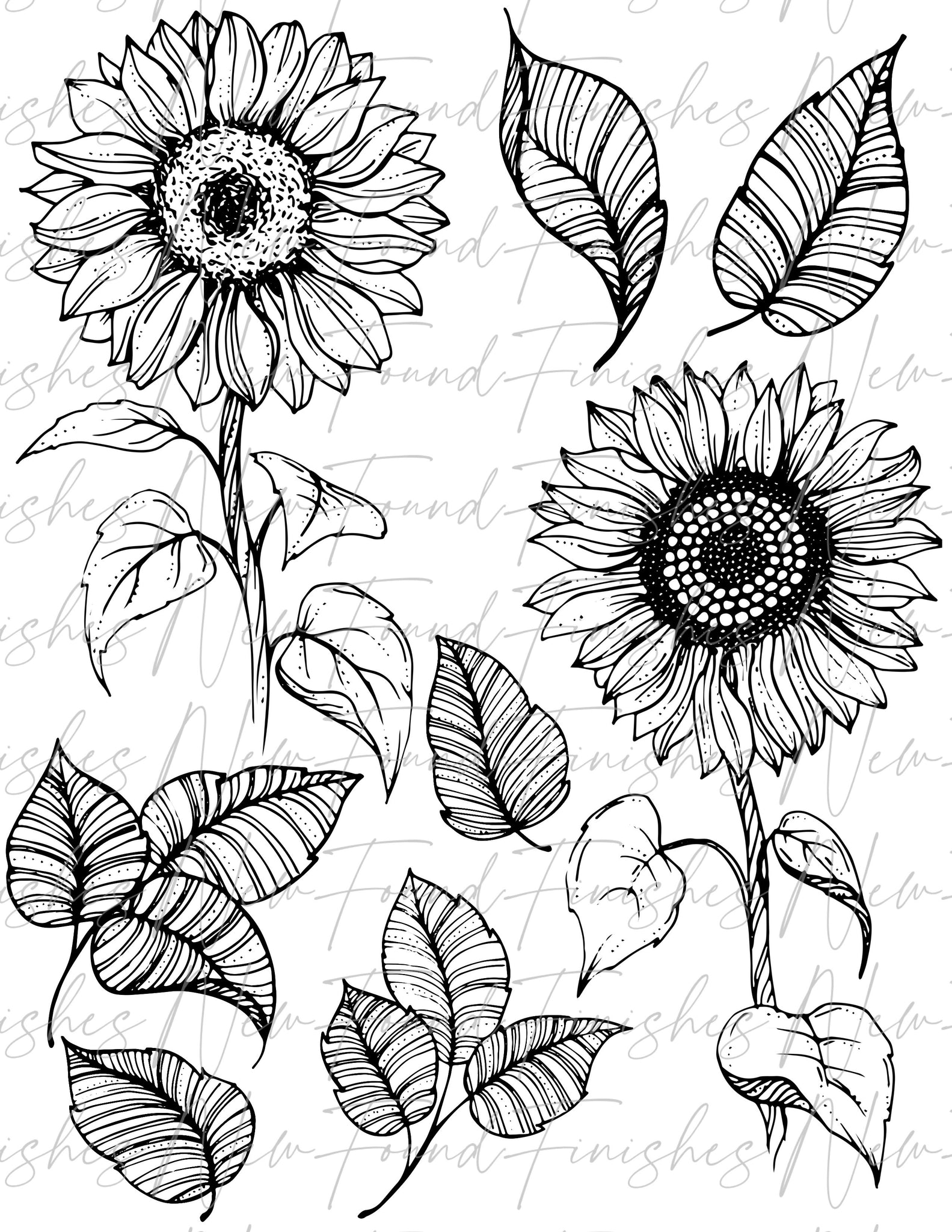 Sunflower line drawing 1 DARK