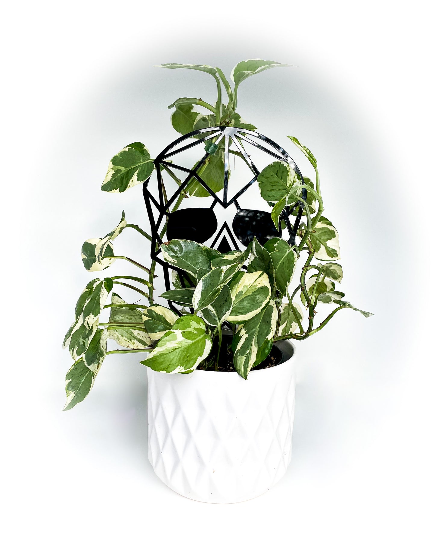 Geometric Skull Trellis