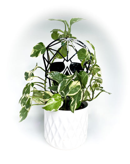 Geometric Skull Trellis