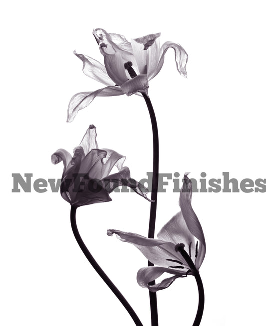 Black and white flowers